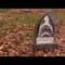 ALLEGHENY CEMETERY (FOUND THE JAWS SHARK TOMBSTONE)